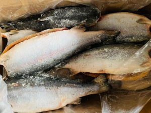 Форель разделанная без головы Турция размер 2,7-3,6кг. штучная заморозка