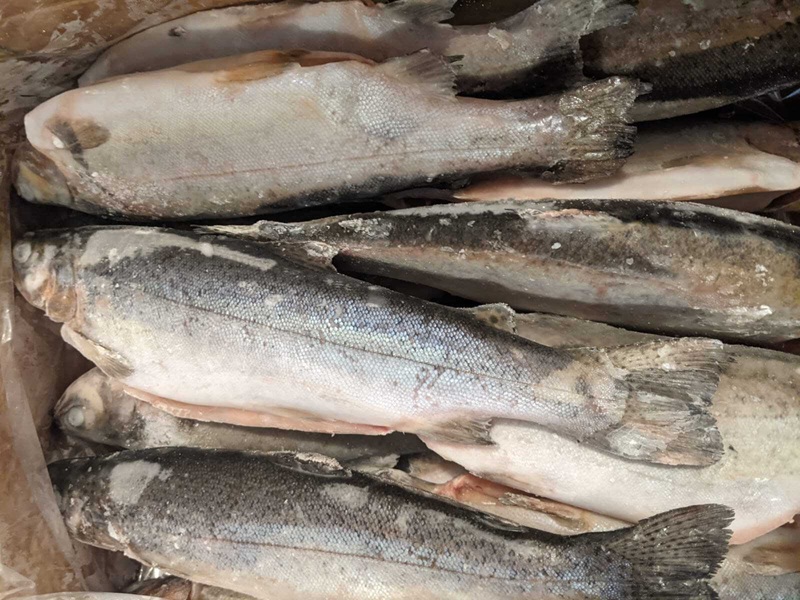 Форель потрошеная с головой размер 250-300г. штучная заморозка